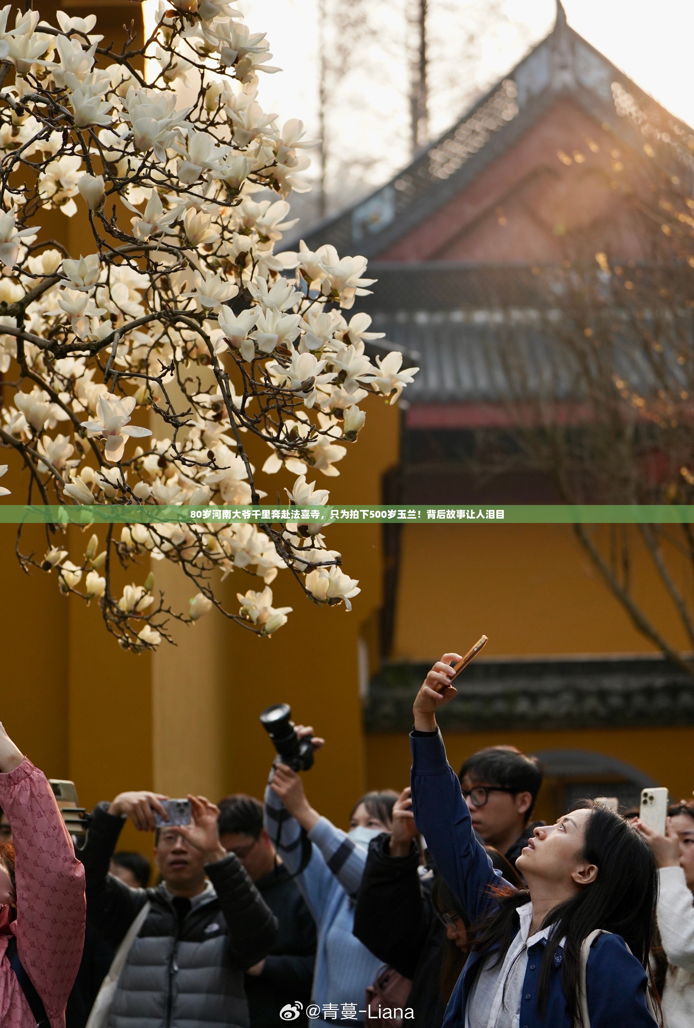 80岁河南大爷到法喜寺拍500岁玉兰