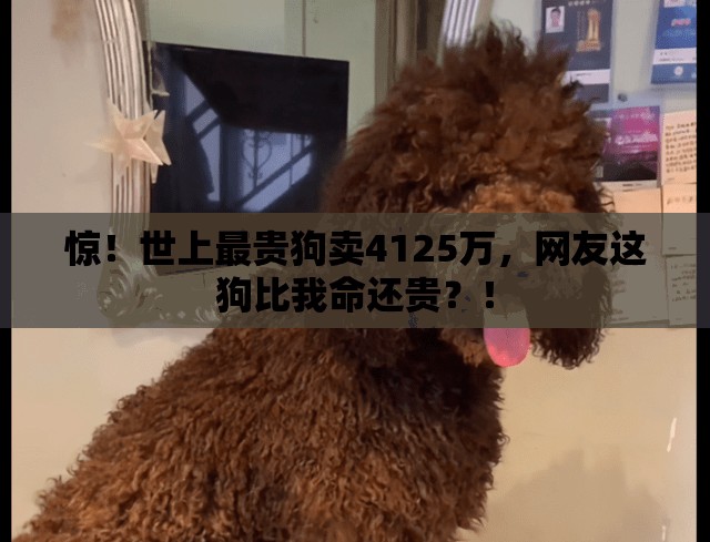 惊！世上最贵狗卖4125万，网友这狗比我命还贵？！