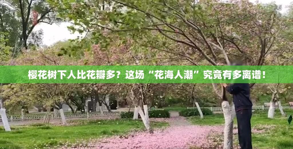 樱花树下人比花瓣多？这场“花海人潮”究竟有多离谱！